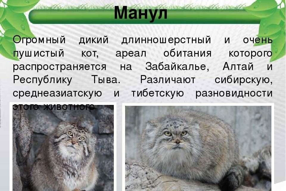 Манул проект красная книга