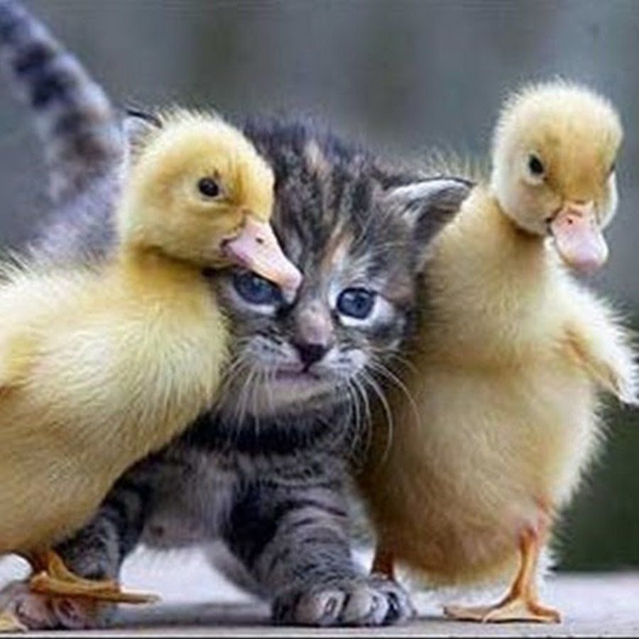 Cat duck. Котенок и цыпленок. Котенок и утенок. Забавные птенцы. Милые утята.