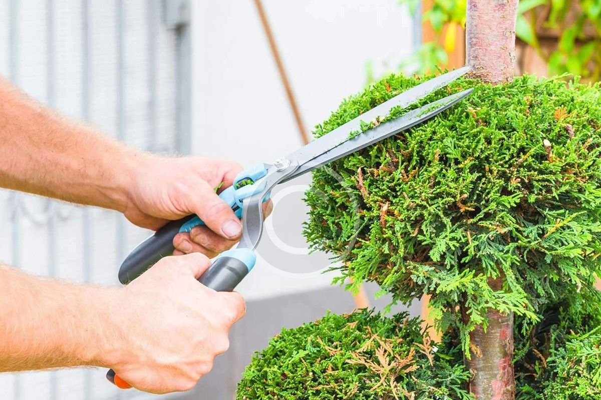 Топиарная стрижка туи брабант. Топиарная стрижка туи брабант. Туя брабант на штамбе. Когда обрезать туи весной. Обрезание туи.