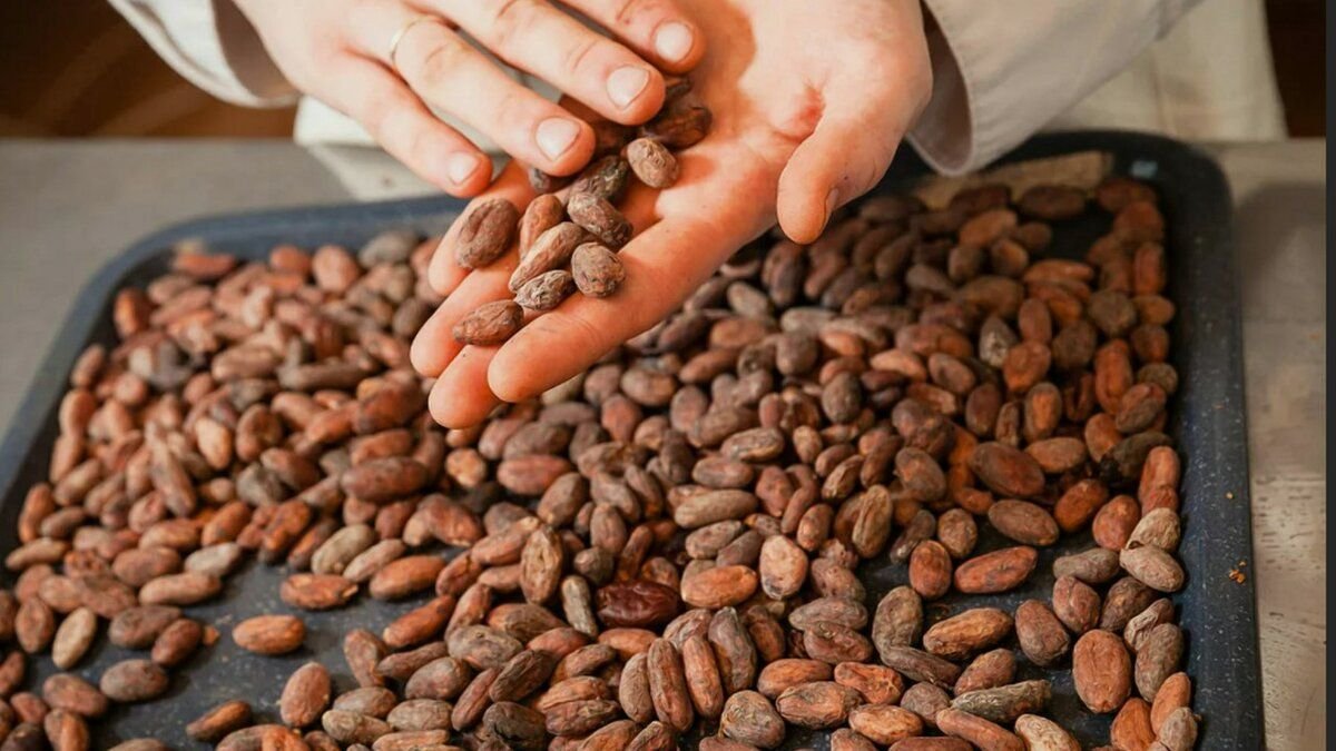 Цены на какао бобы. Какао Бобы. Сорт Криолло какао бобов. Какао Бобы Форастеро. Зерна какао.