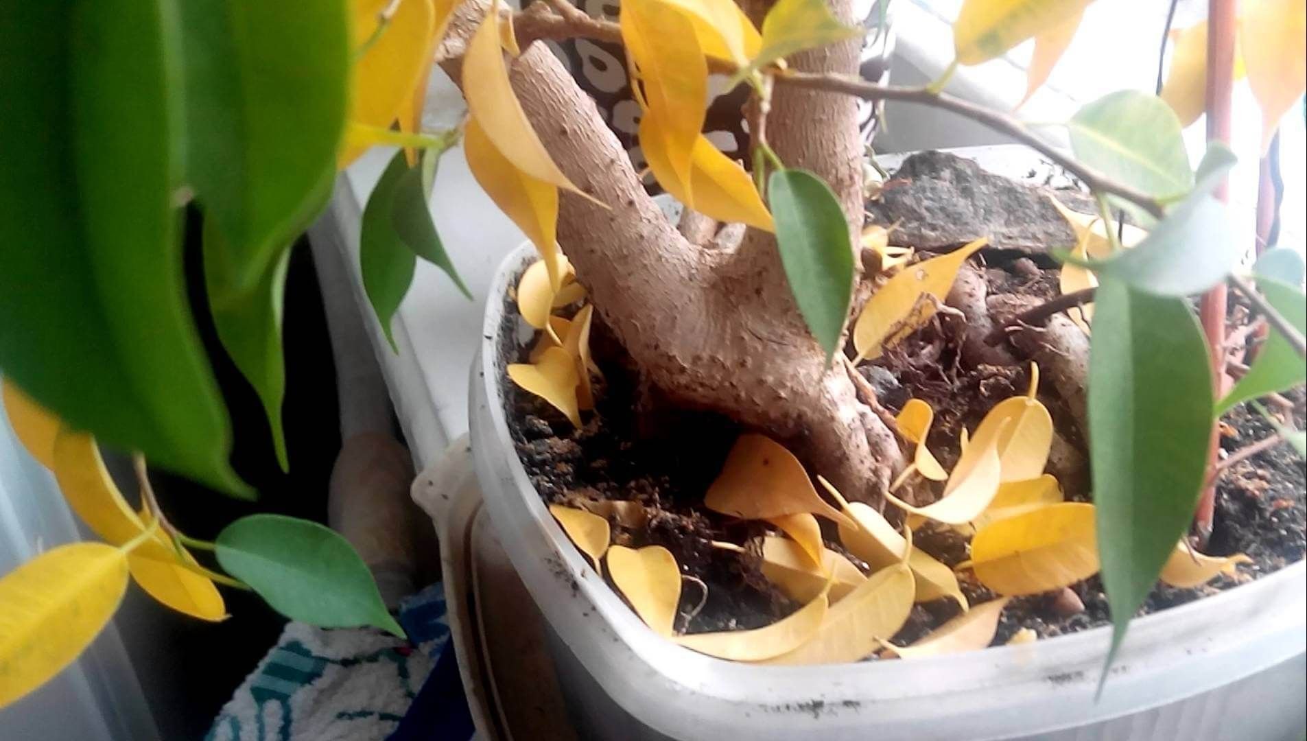 Гардения жасминовидная светлеют листья. Кодиеум аукуболистный. Хлороз гардении жасминовидной. Нематантус sarah. Фикус бенджамина облысел.