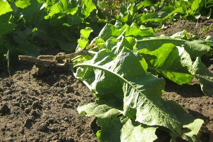 хрен. корневище хрена. что такое хрен растение на огороде. хрен на огороде. корневые черенки хрена.