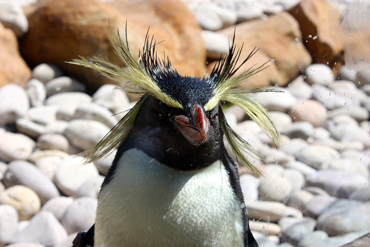 Золотоволосый Пингвин информация