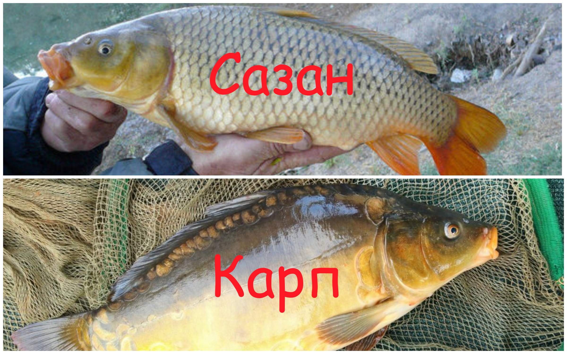 Сазан карп карась отличия фото