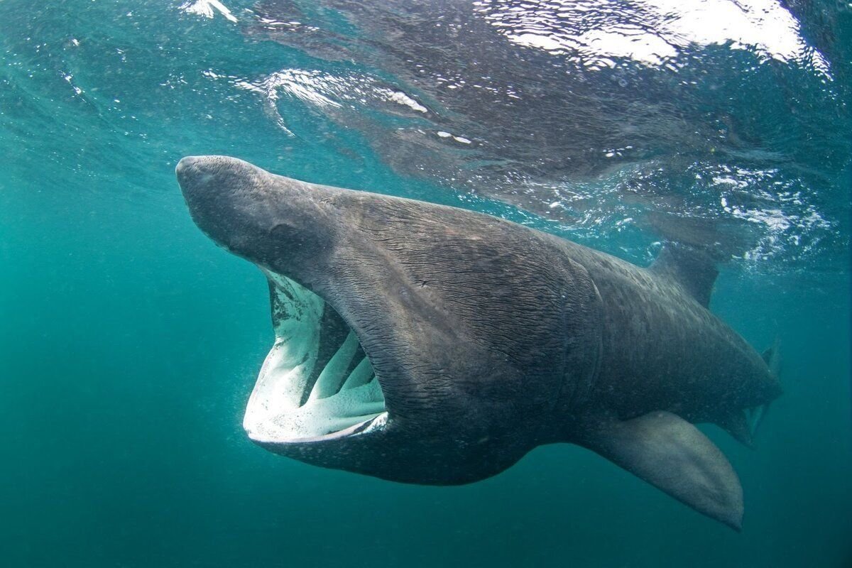 Гигантская акула пасть