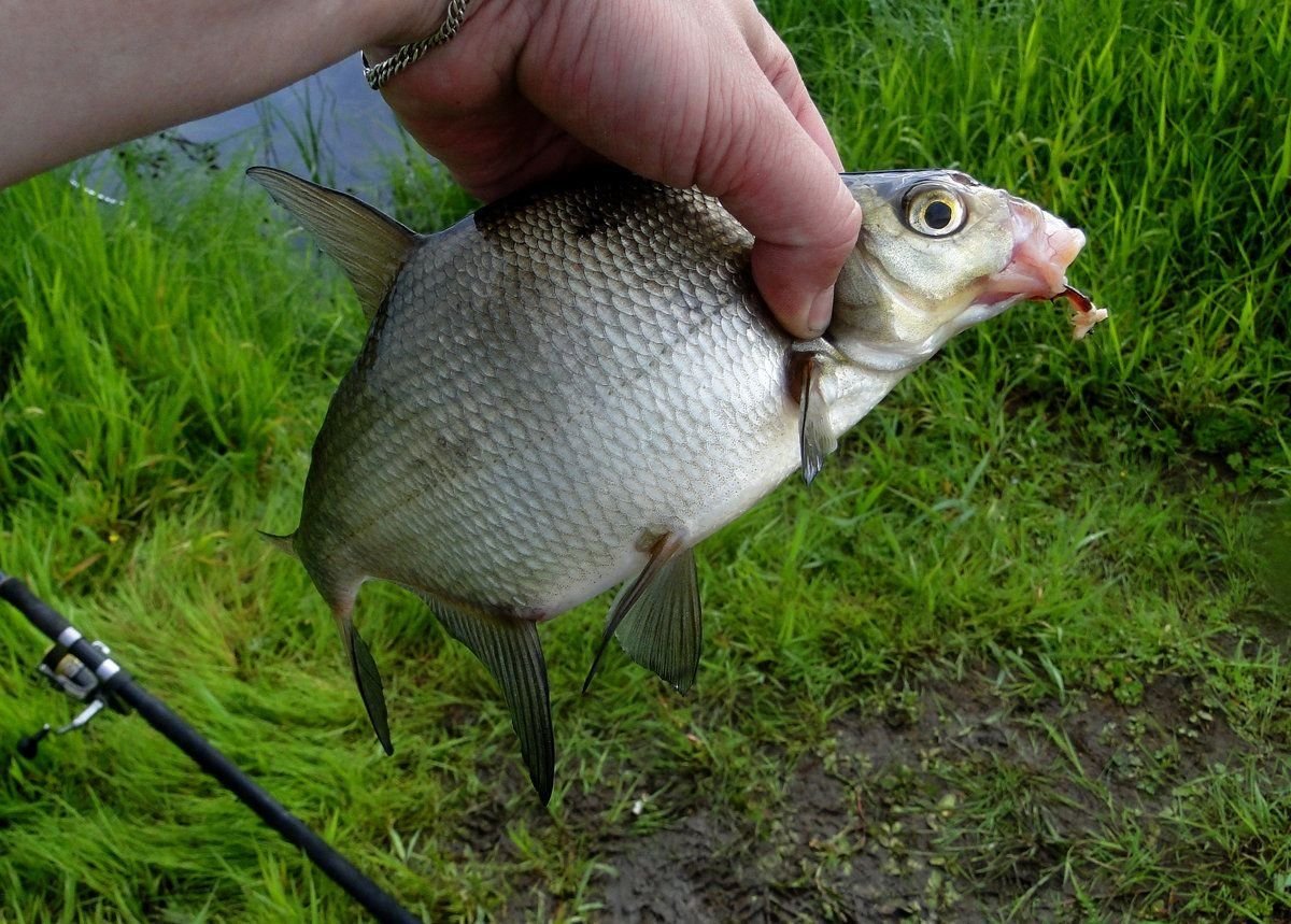 рыбалка на леща. ловля леща весной. ловля подлещика на фидер. на что клюет лещ. улов леща.