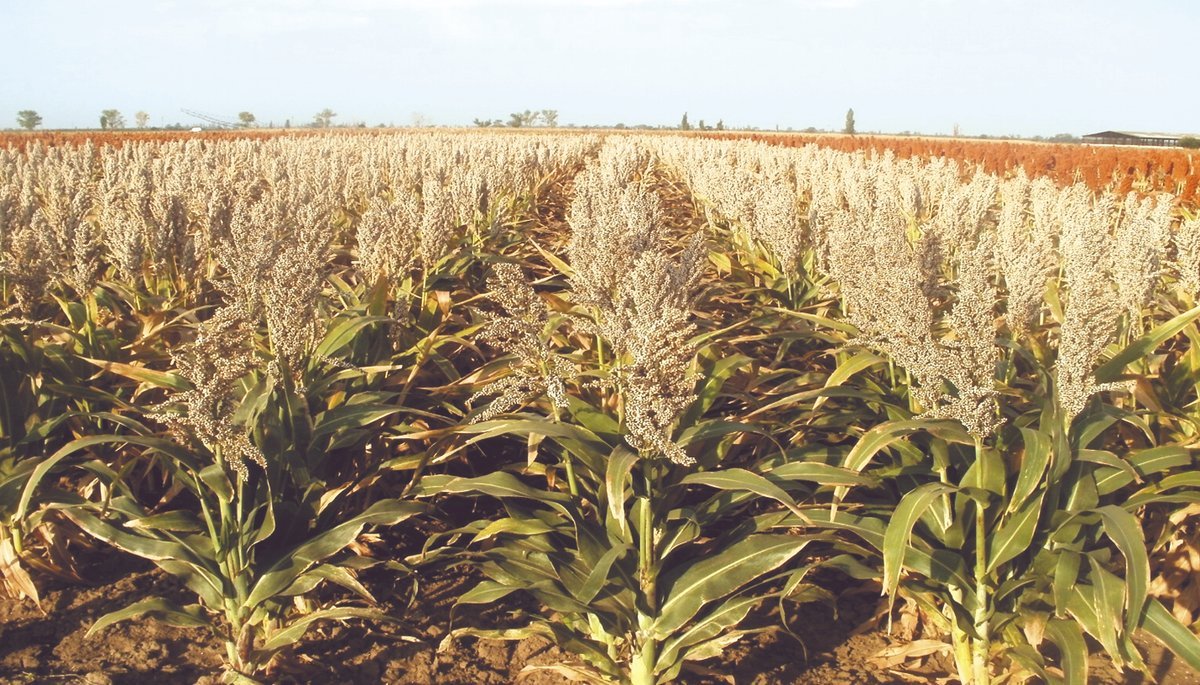 Урожайность сорго. Сорго и кукуруза. Посев сорго. Посев сорго. Трава суданка посев.