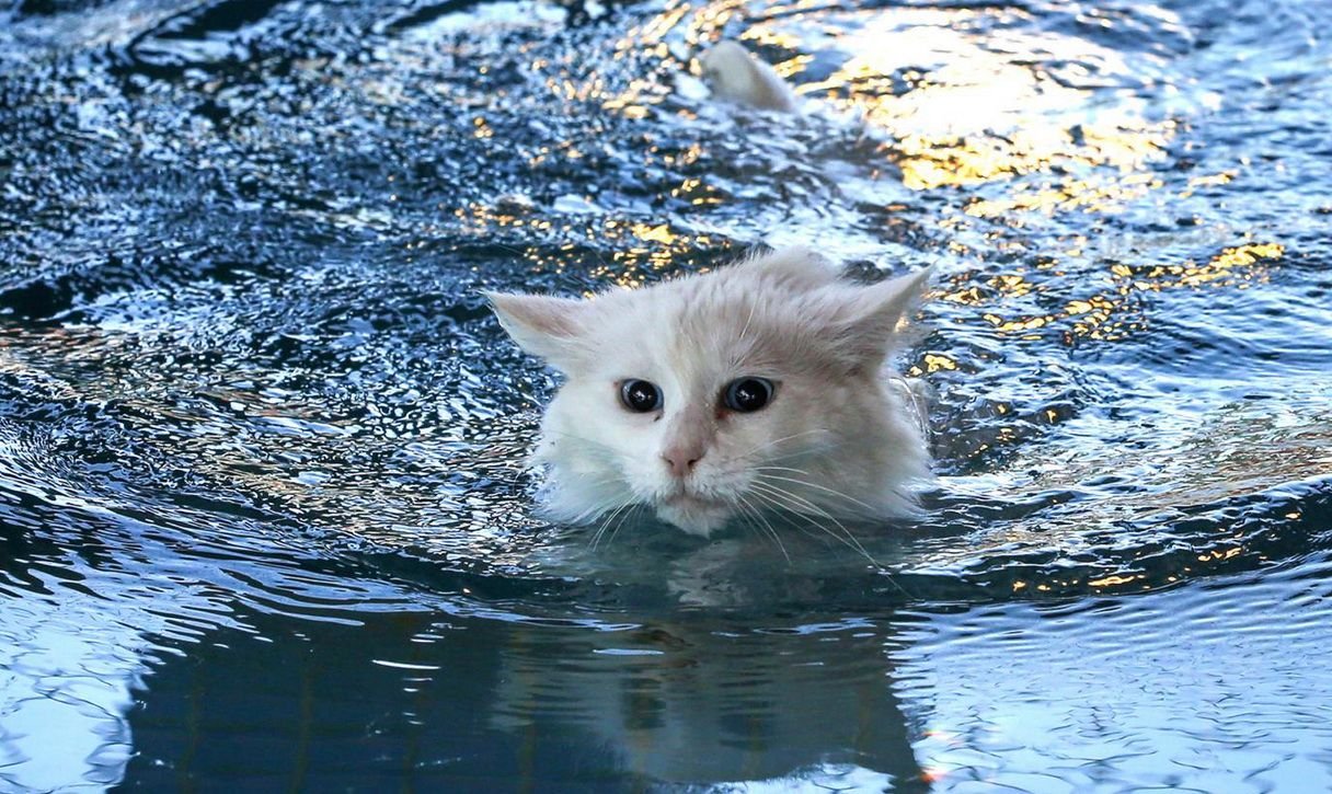 Картинка котик купается