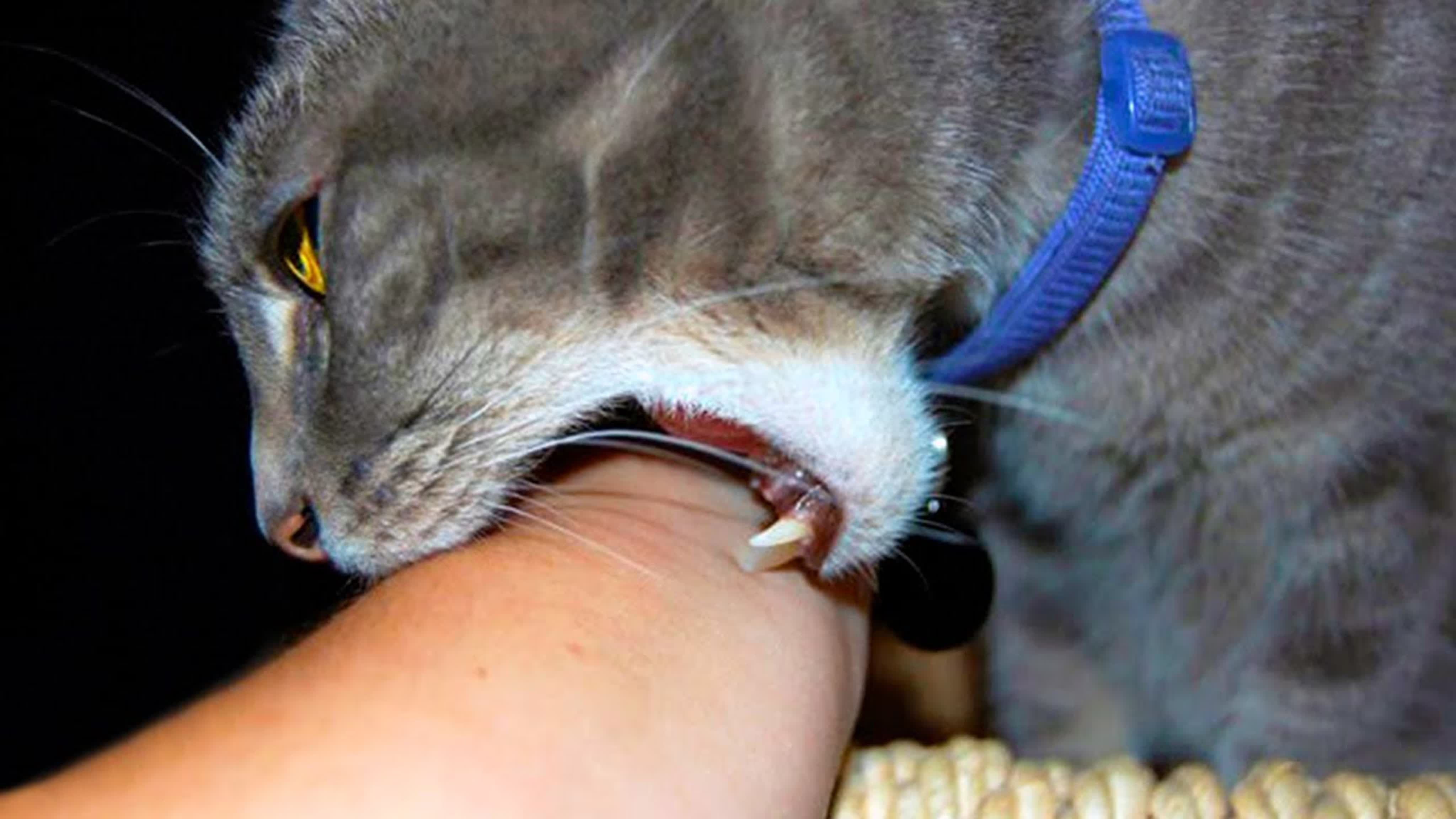 Прививки от укуса кошки