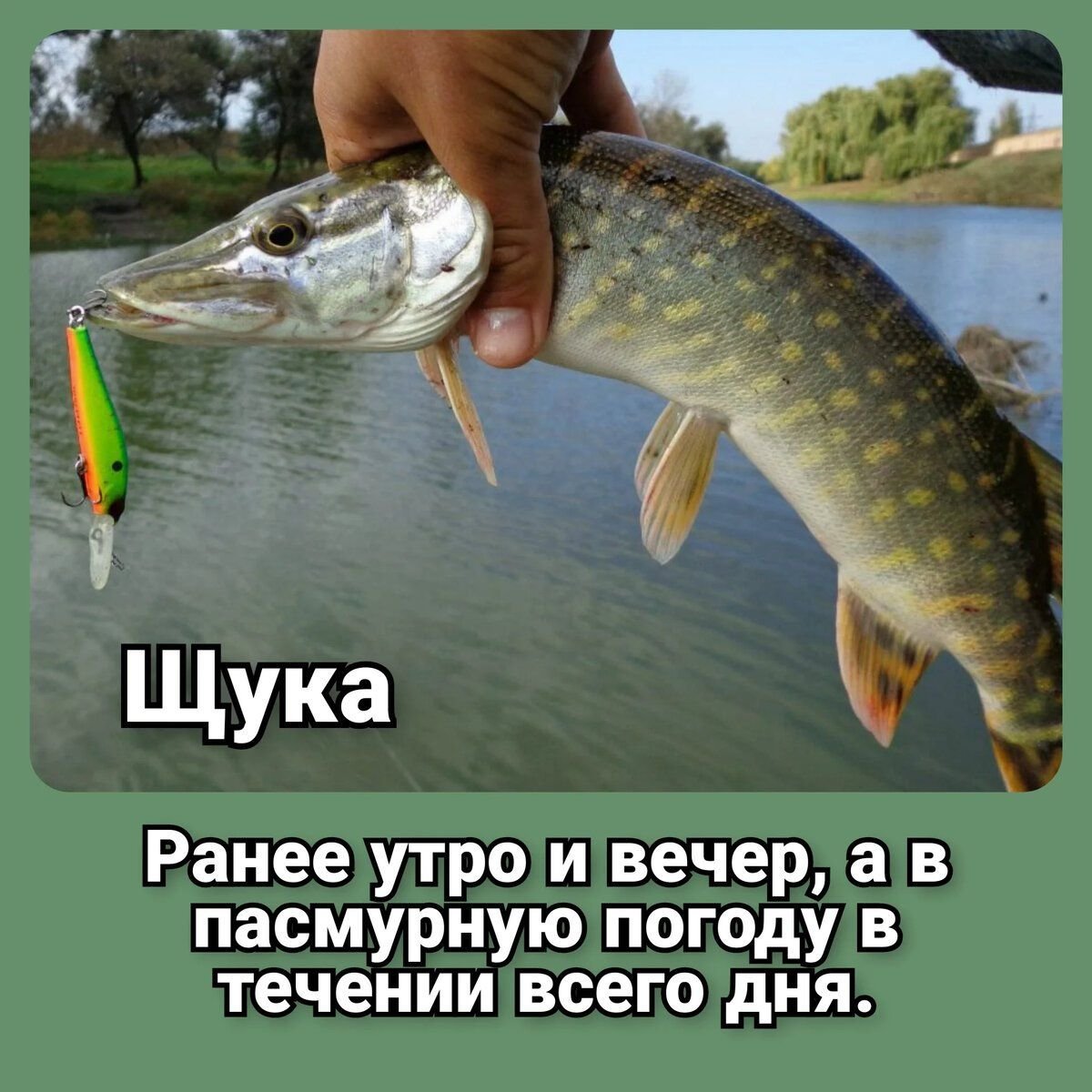 Улов красноперки. Рыбалка весной. Какую рыбу ловить весной. Щука на спиннинг. Какую рыбу ловить весной.