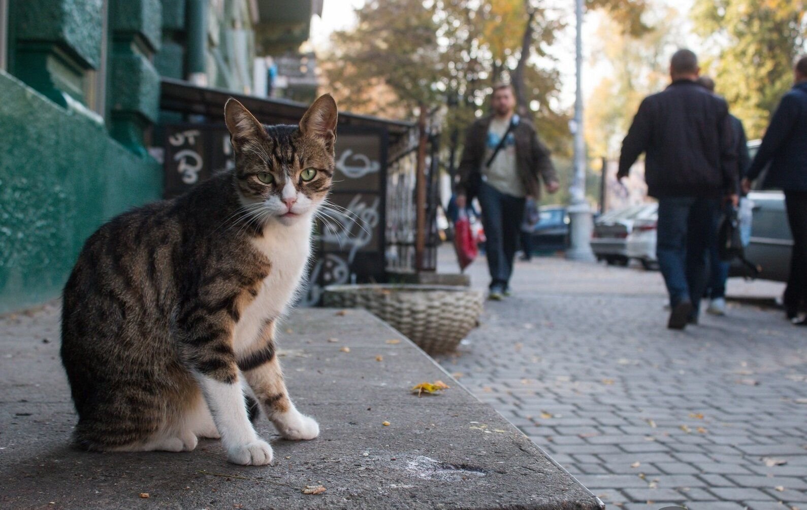 Кот на улице. Уличный кот. Кошка на улице. Уличные котики. Бродячий кот.