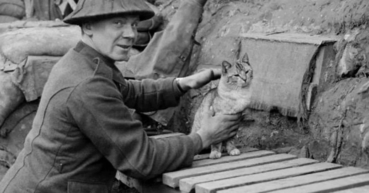 Кошки во время великой отечественной войны фото