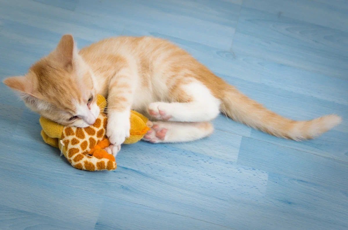 Картинки кошки играют