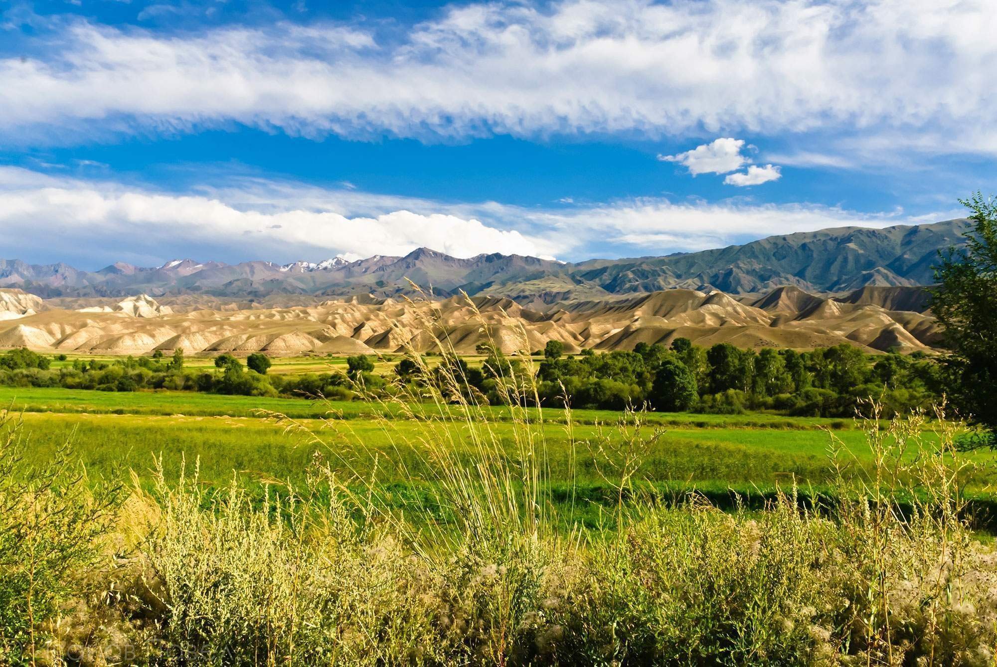 чуйская долина мистер. чуйская долина мистер. чуйская долина. кредо чуйская долина. чуйская долина конопляные.