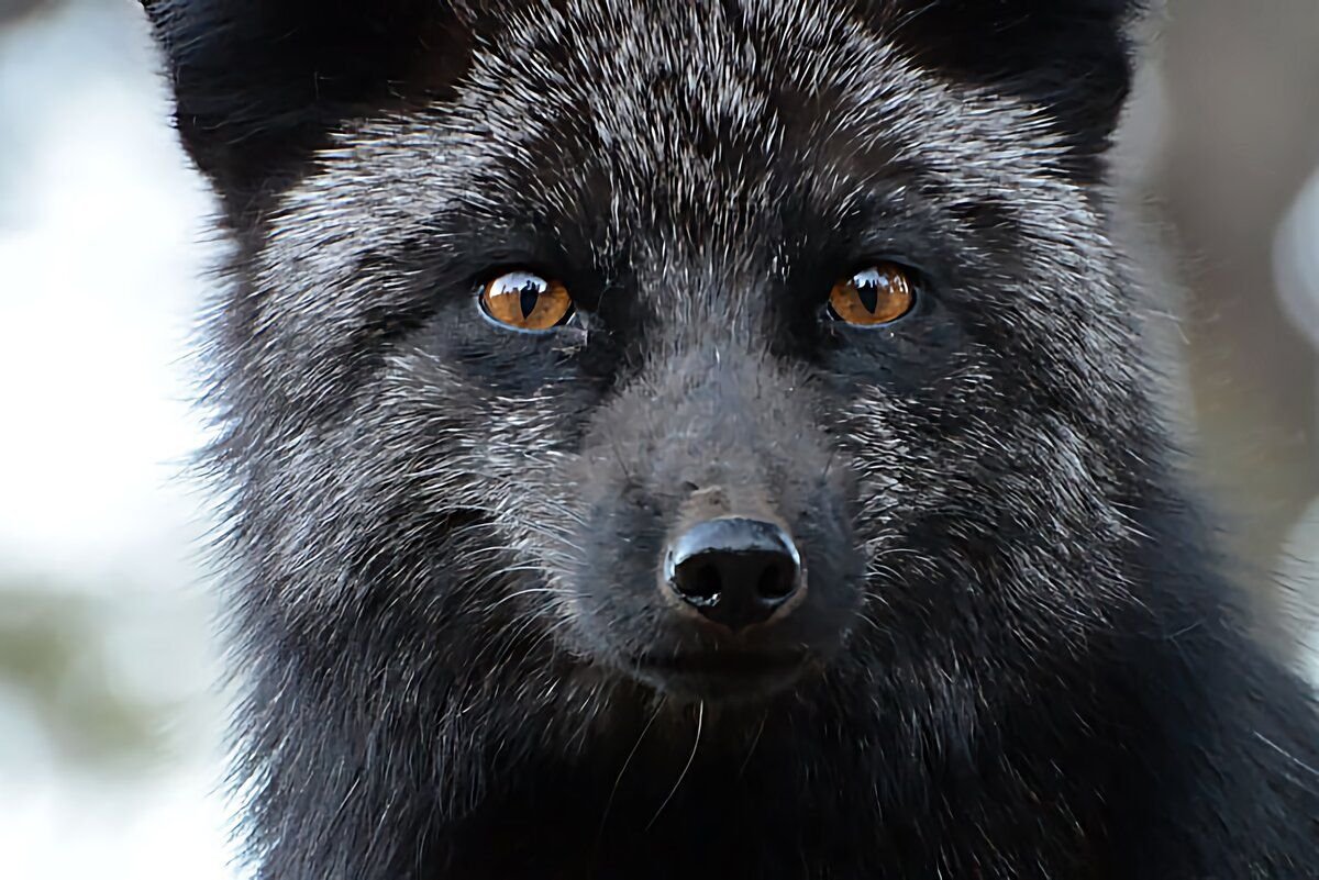 Silver fox. Песец и чернобурая лиса. Песец чернобурка. Песец черный. Чернобурка лиса голубая.