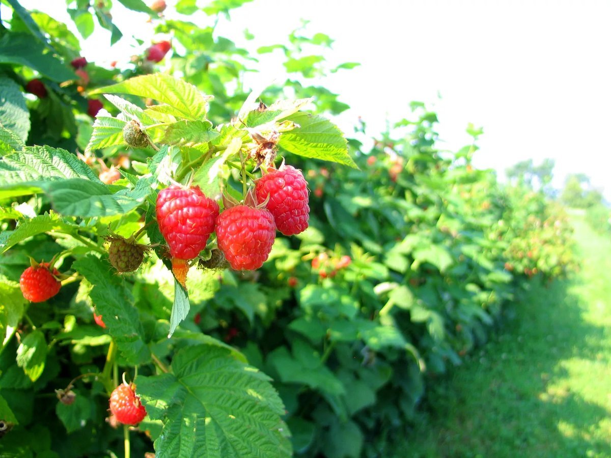 Малина фото кустарника с ягодами