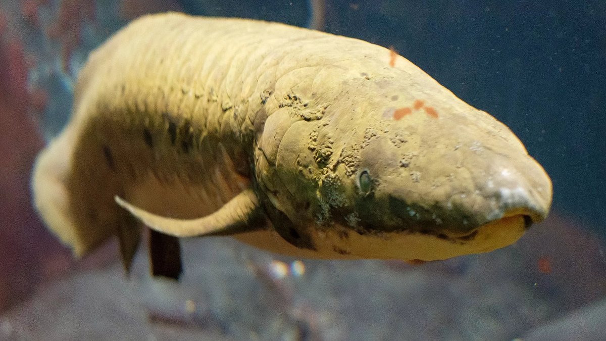 Рогозуб. Рыба рогозуб австралийский. Рогозуб (Neoceratodus forsteri). Австралийский рогозуб двоякодышащие.