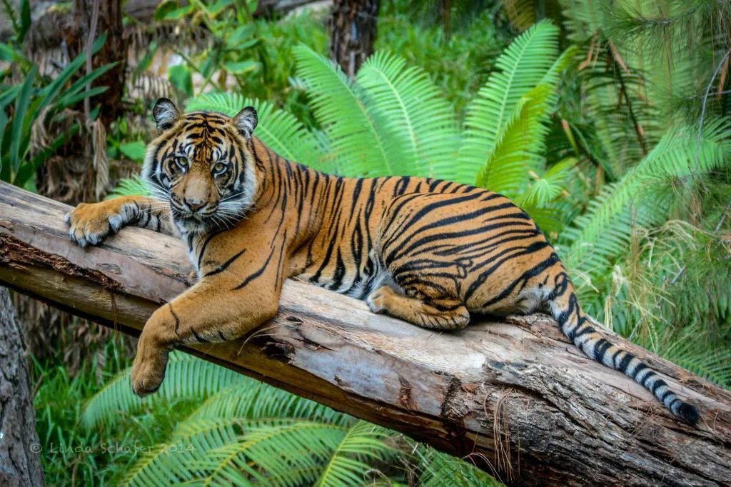 Jungle tiger. Тигр тропического леса Индии. Национальный парк Канха в Индии. Бенгальский тигр в Индии джунглей. Тигр Джангл.