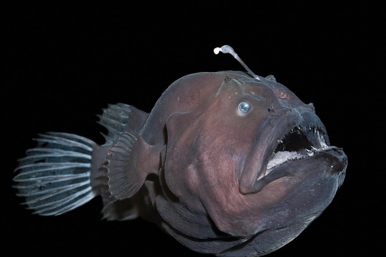 Глубоководная рыба с фонариком на голове название фото