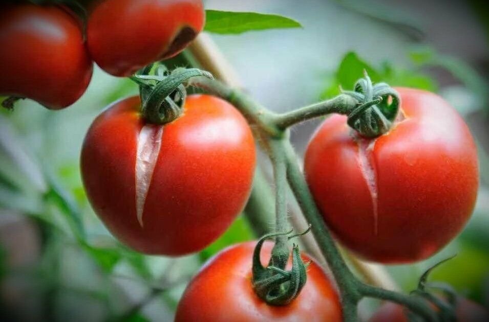 растрескивание плодов томата в теплице. растрескивание плодов томата. растрескивание томатов в теплице. трещинный помидоры. растрескивание плодов томата.