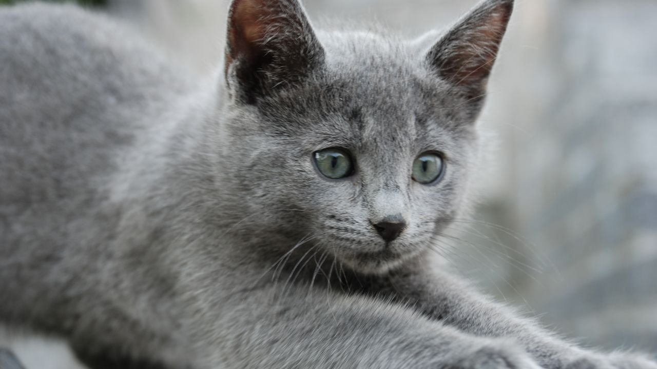 Порода бритиш шортхэйр. Кот британской породы голубого окраса. Британский кот голубой прямоухий. Британская короткошёрстная кошка. Британская голубая кошка метис.