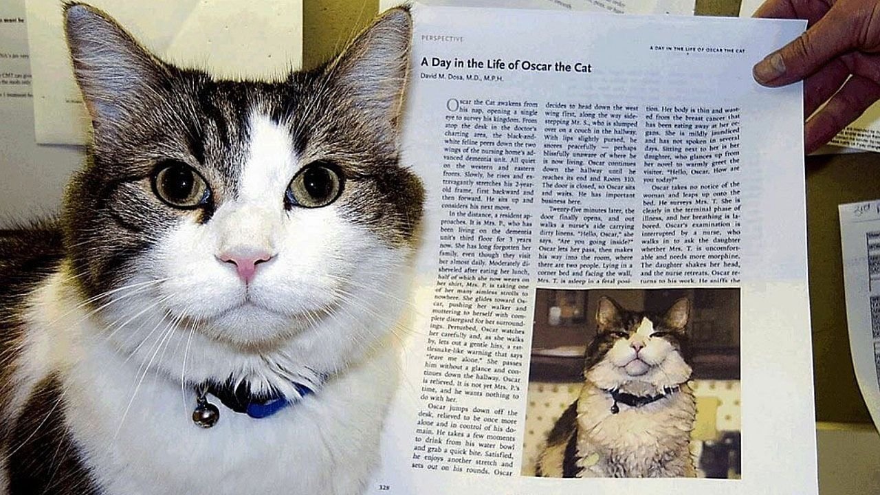 Деменция у кошек. Кот Оскар. Кот который живет в США. Кот по имени Оскар. Коты и их способности.
