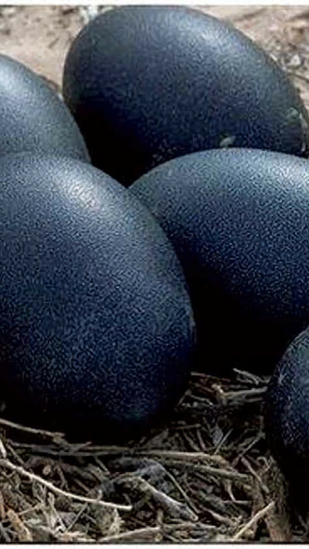 Куры несущие красные яйца фото и описание