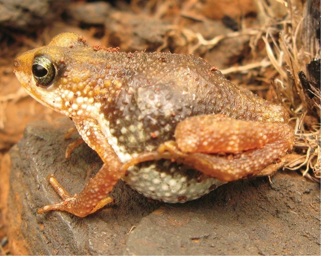 Живородящая жаба