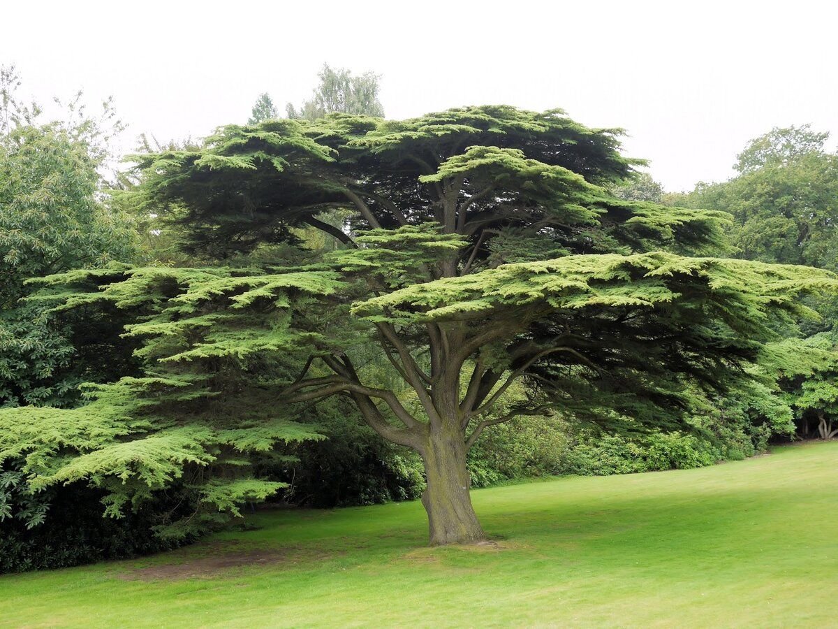 Ливанский кедр. Кедр ливанский Cedrus libani. Кедр лива́нский (Cedrus libani). Вечнозеленое хвойное дерево ливанский кедр. Ливанский кедр в Ливане.