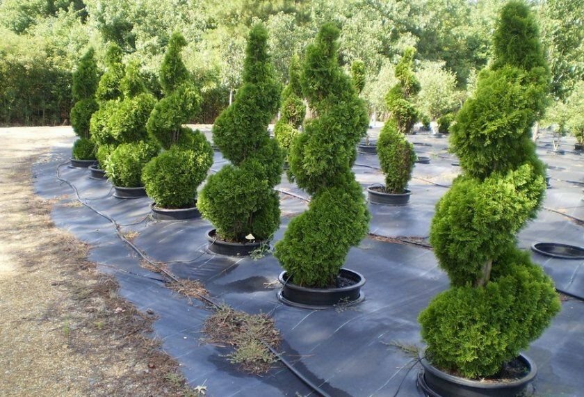 Как подстричь тую если несколько стволов - 95 фото