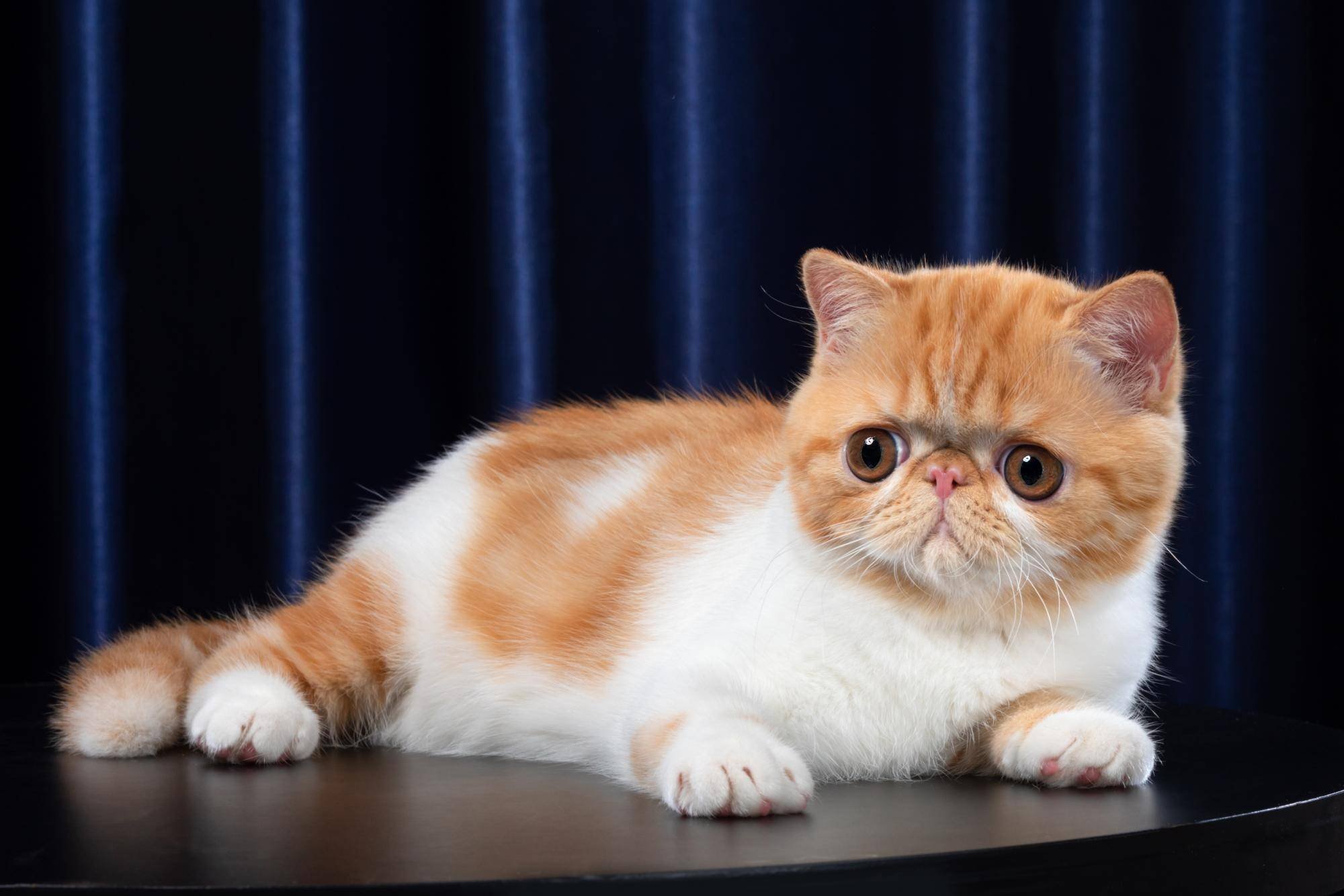 Экзотическая кошка котята. Экзот кошка. Персидская короткошерстная кошка экзот. Кошка экзот трехцветная. Вислоухий экзот Манчкин.