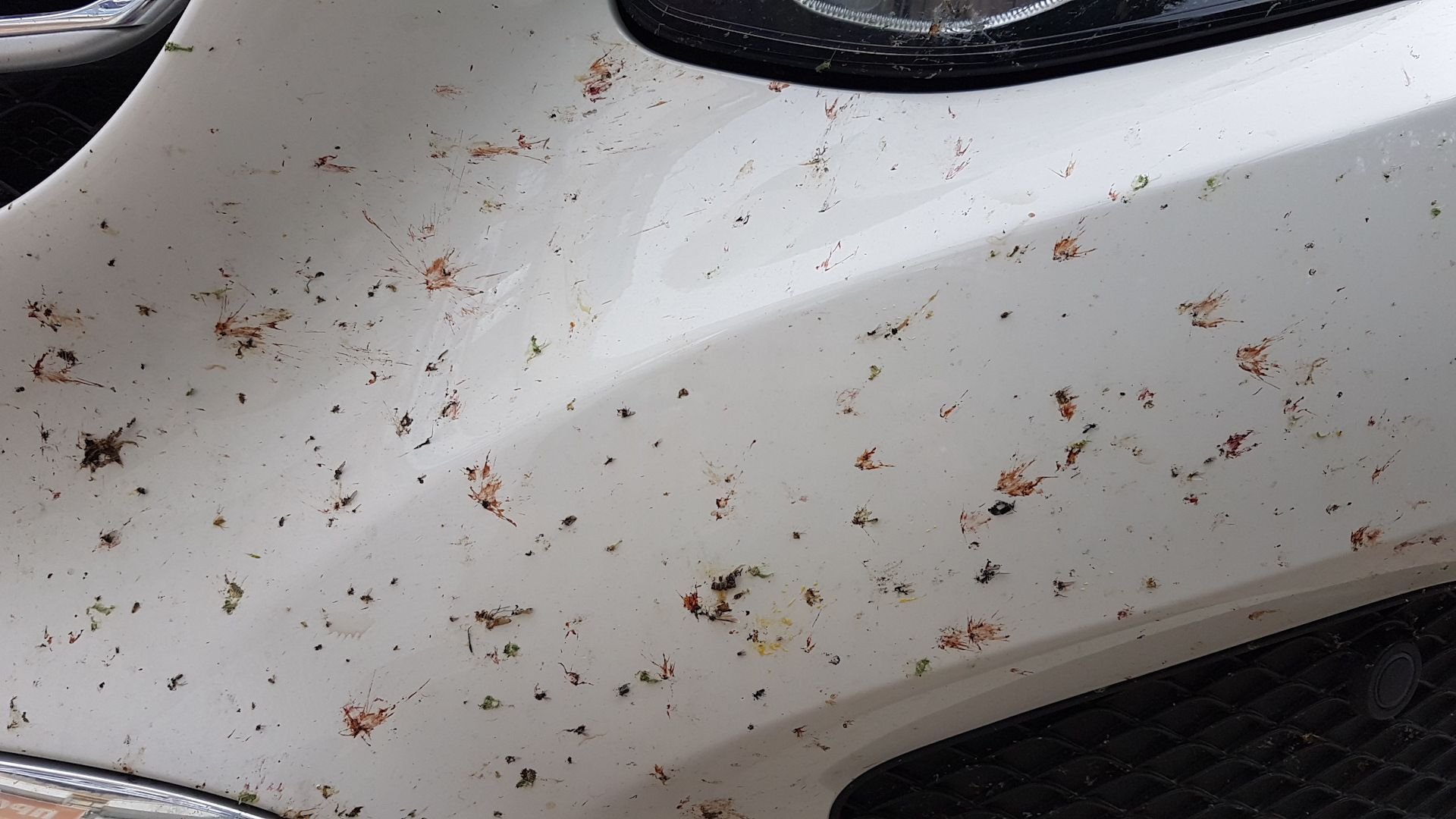 На машине появились пятна. Следы от насекомых на автомобиле. Грязь на кузове автомобиля. Насекомые на кузове автомобиля. Машина насекомое.