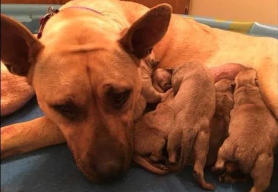 Собака 6 кг. Николас собака. Man saves Dog from Kangaroo