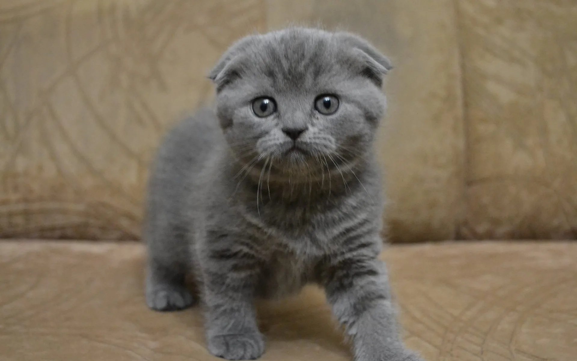 Вислоухий британец котенок серый