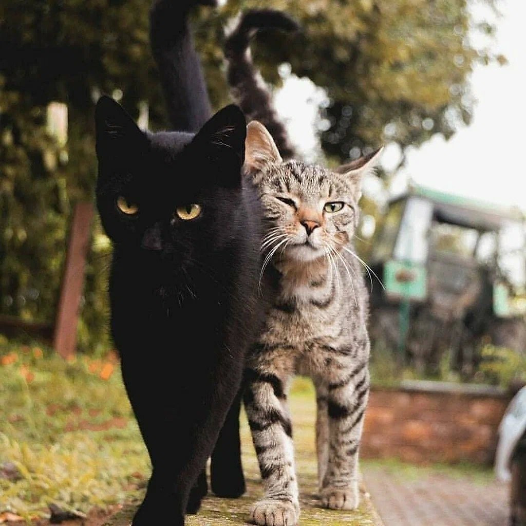 Два Котика Вместе