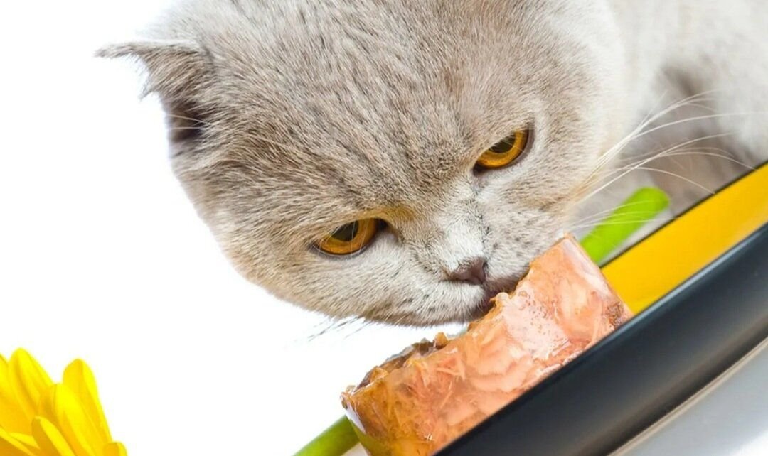 Кошка кушает. Кошка кушает рыбу. Кошка ест морковку. Сонник кормить кошек