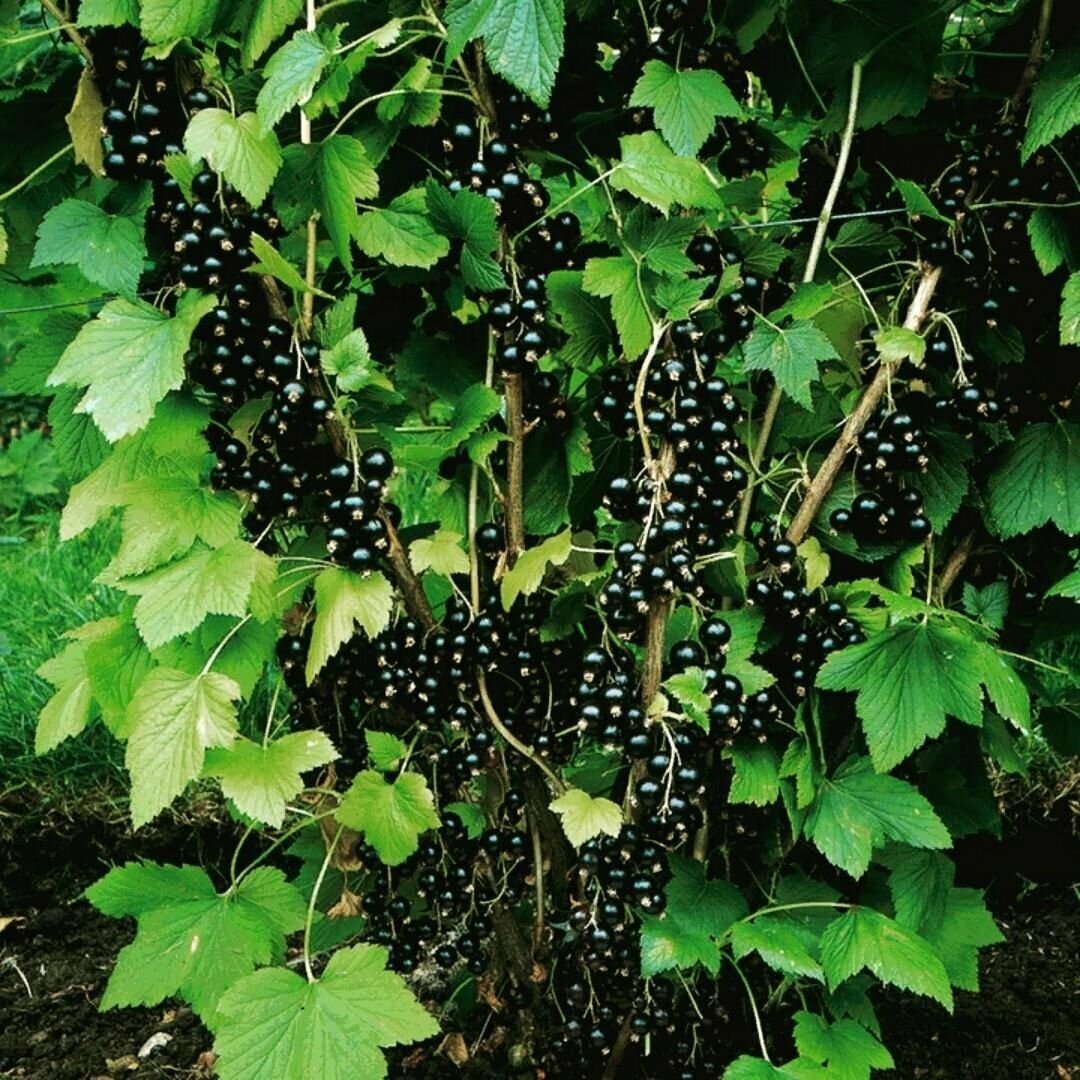 Картинка кустарник смородина