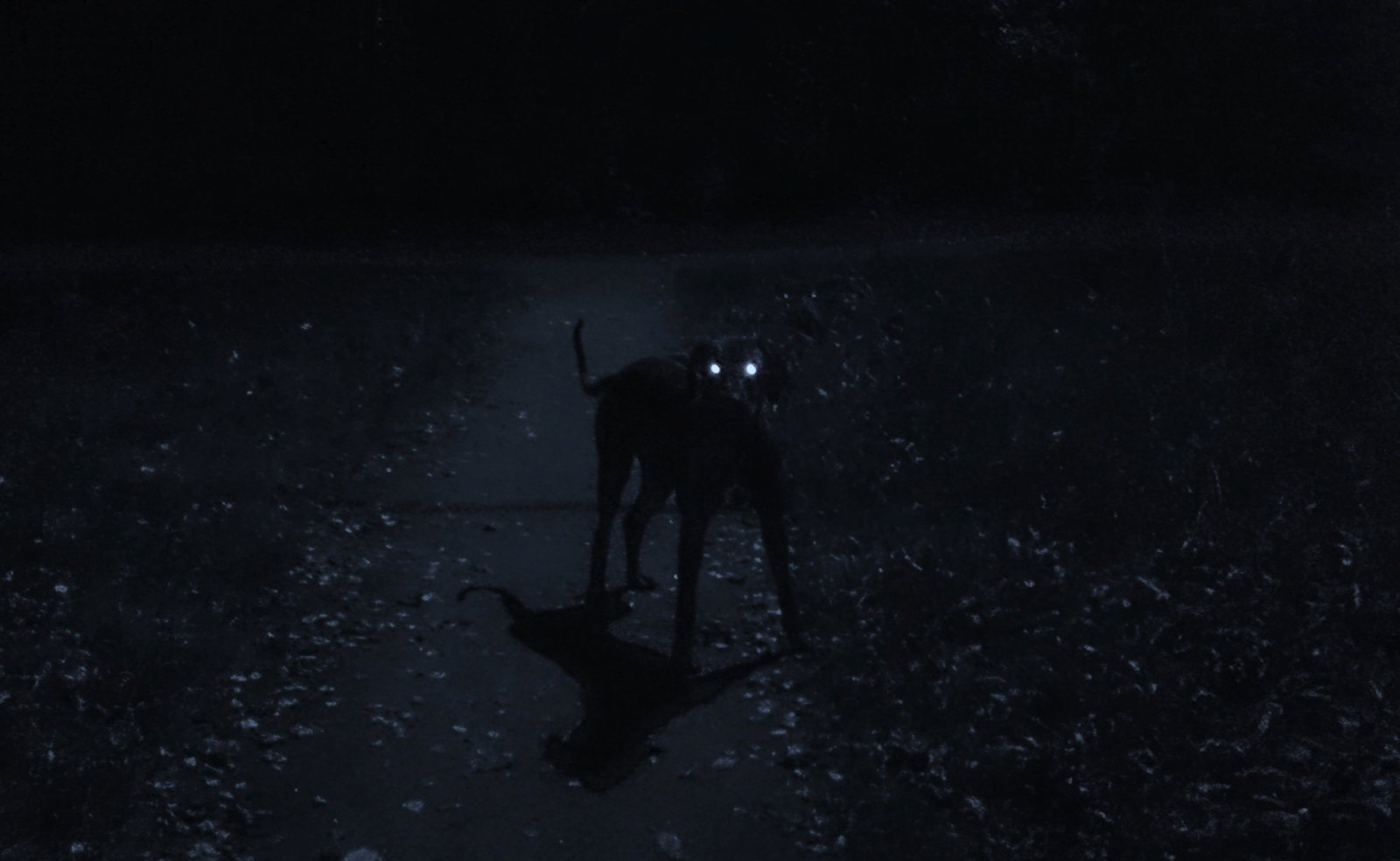 Сидит на огромном черном. Собака в темноте. Собака ночью. Черная собака в ночи. Чёрная собака в темноте.
