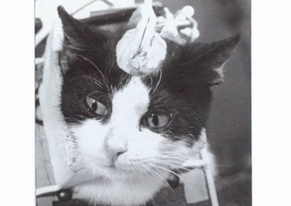 Кошка полетевшая в космос. 18 Октября 1963 года Франция кошка Фелисетт. Кошка Фелисетт в космосе. Первая кошка космонавт Фелисетт.
