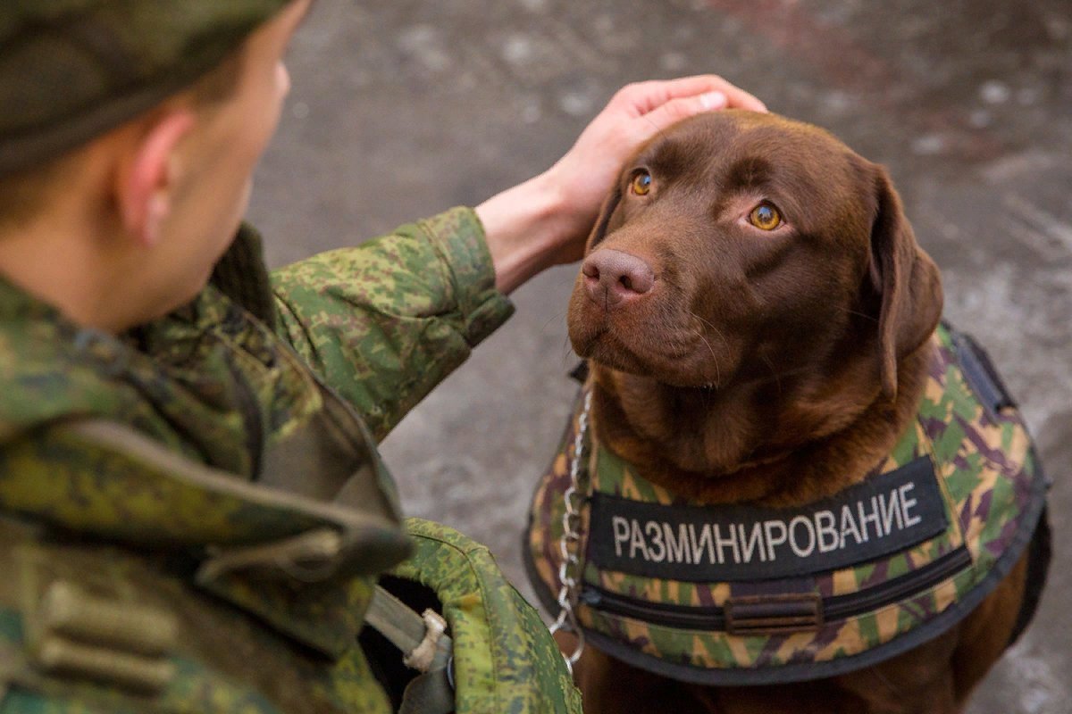 Служебные животные. Лабрадор разминирование. Лабрадор ретривер служебная собака. Лабрадор сапер. Собака сапер.