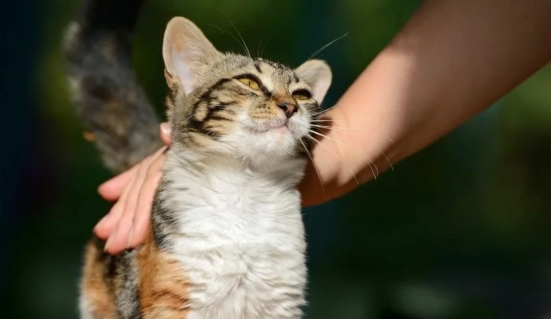 котика гладят. кошка умывается. кошка мурлычет. к чему снится ласкающаяся кошка. кошка ласкается.