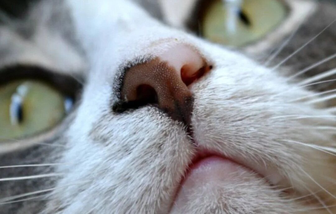 Кошка ест нос. Нос кошки. Кошачий носик. Отпечаток носа кошки.