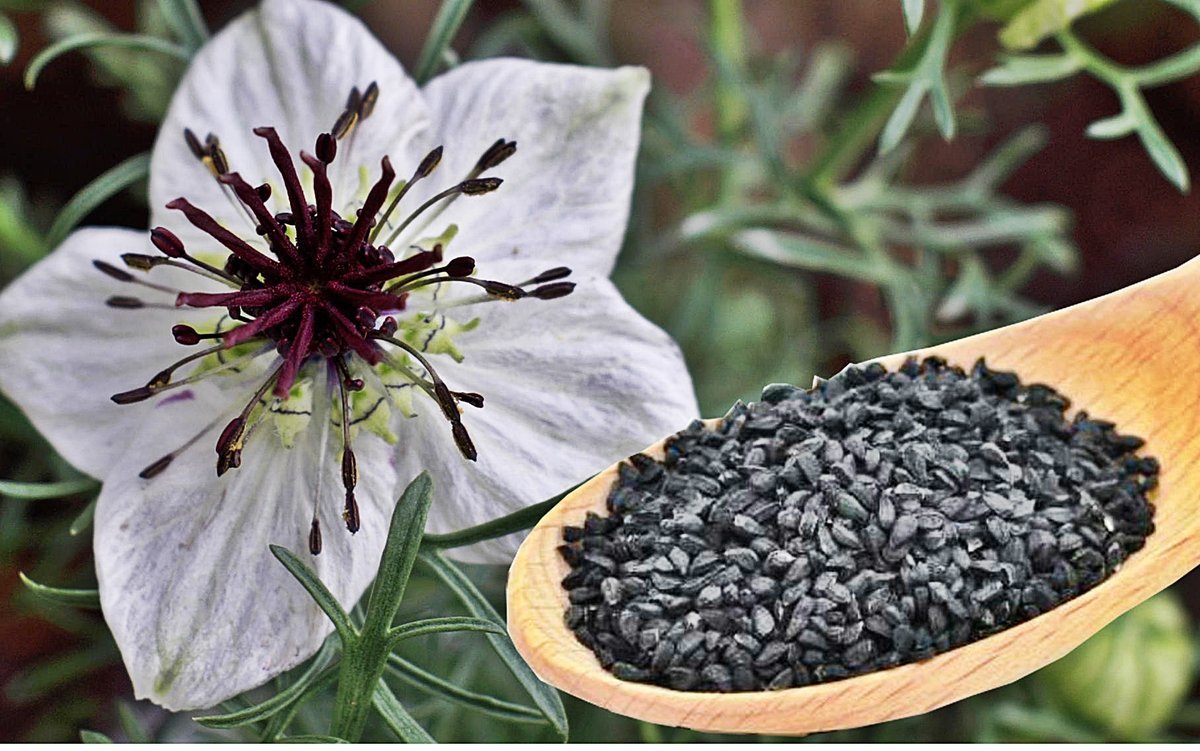 Черные семена. Nigella Sativa (Чернушка посевная). Чернушка посевная черный тмин. Калинджи нигелла. Калинджи специя.