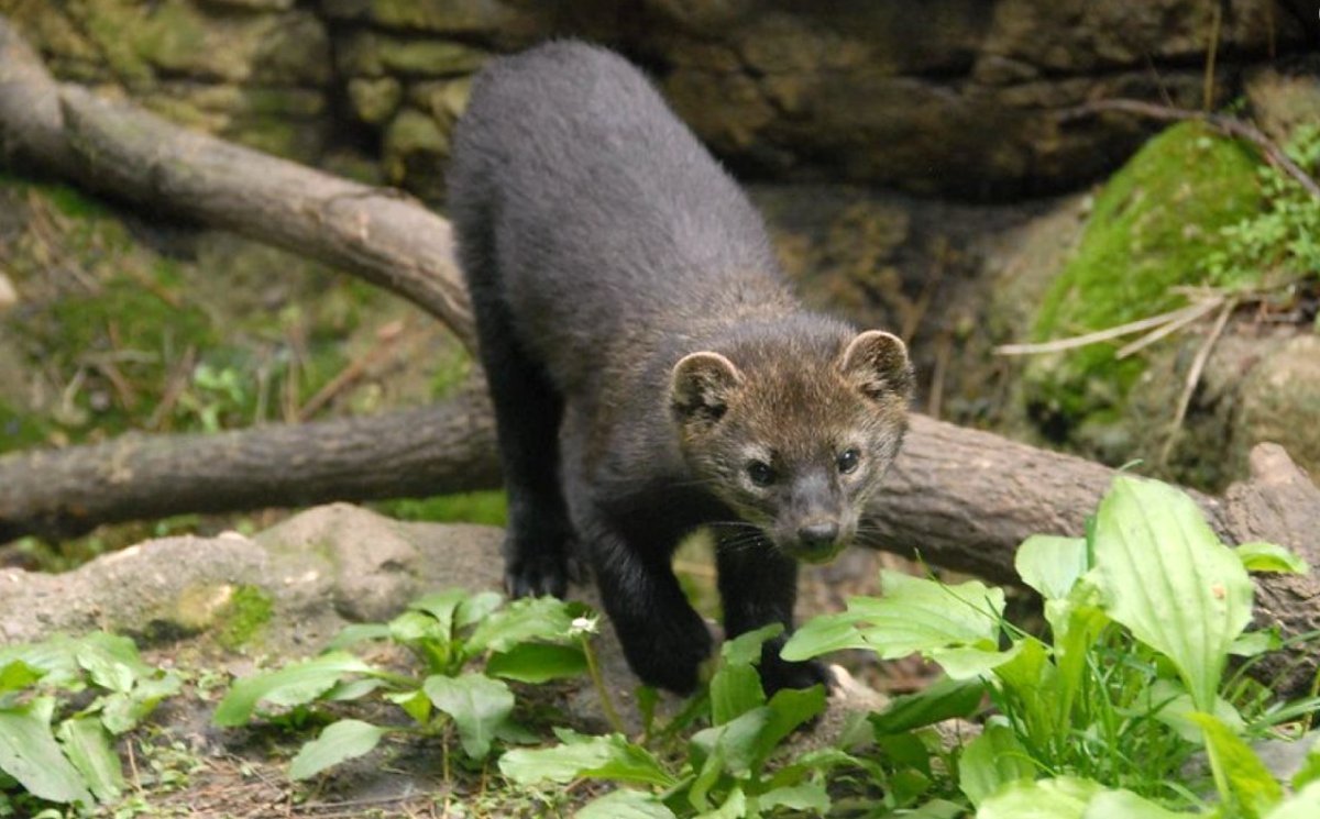 Широколиственный лес животные. Фауна ялтинского горно лесного заповедника. Европейская лань беловежская пуща. Лесная куница. Наземно древесные млекопитающие животные.