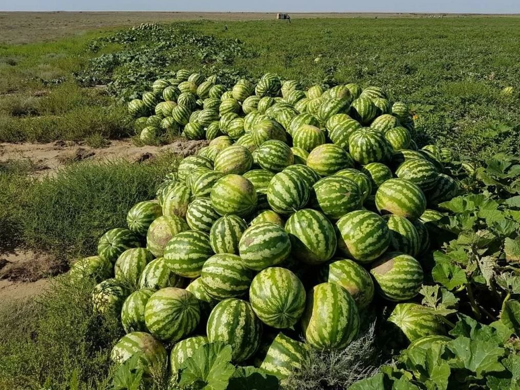 Что такое бахча фото