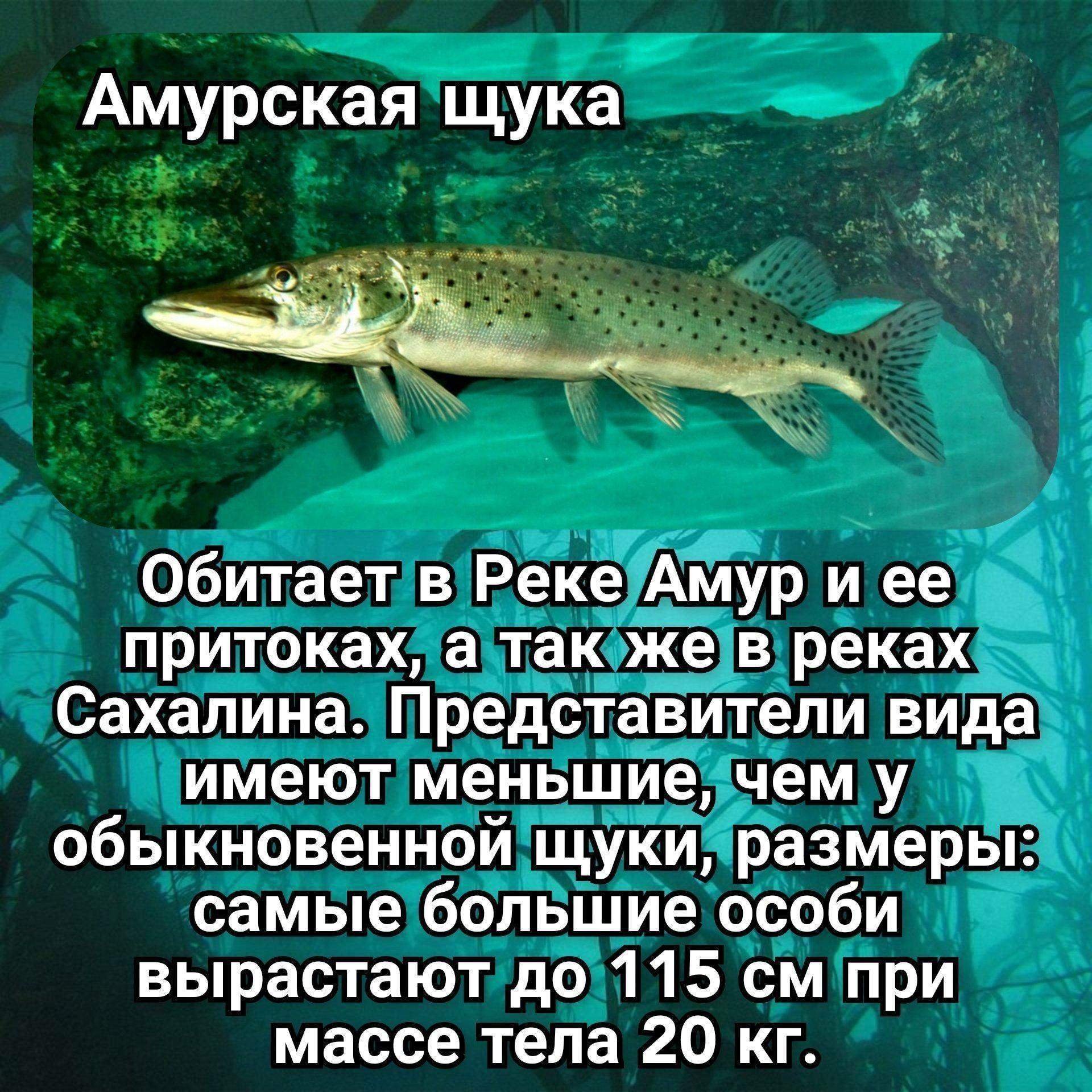 Какие рыбы водятся в реке амур