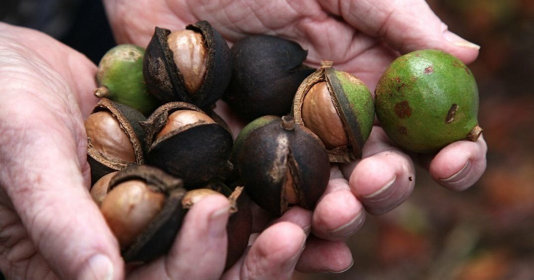 Орехи макадамия где произрастает. Macadamia integrifolia. Бразильский орех макадамия. Орех макадамия австралия. Орехи макадамия где произрастает.