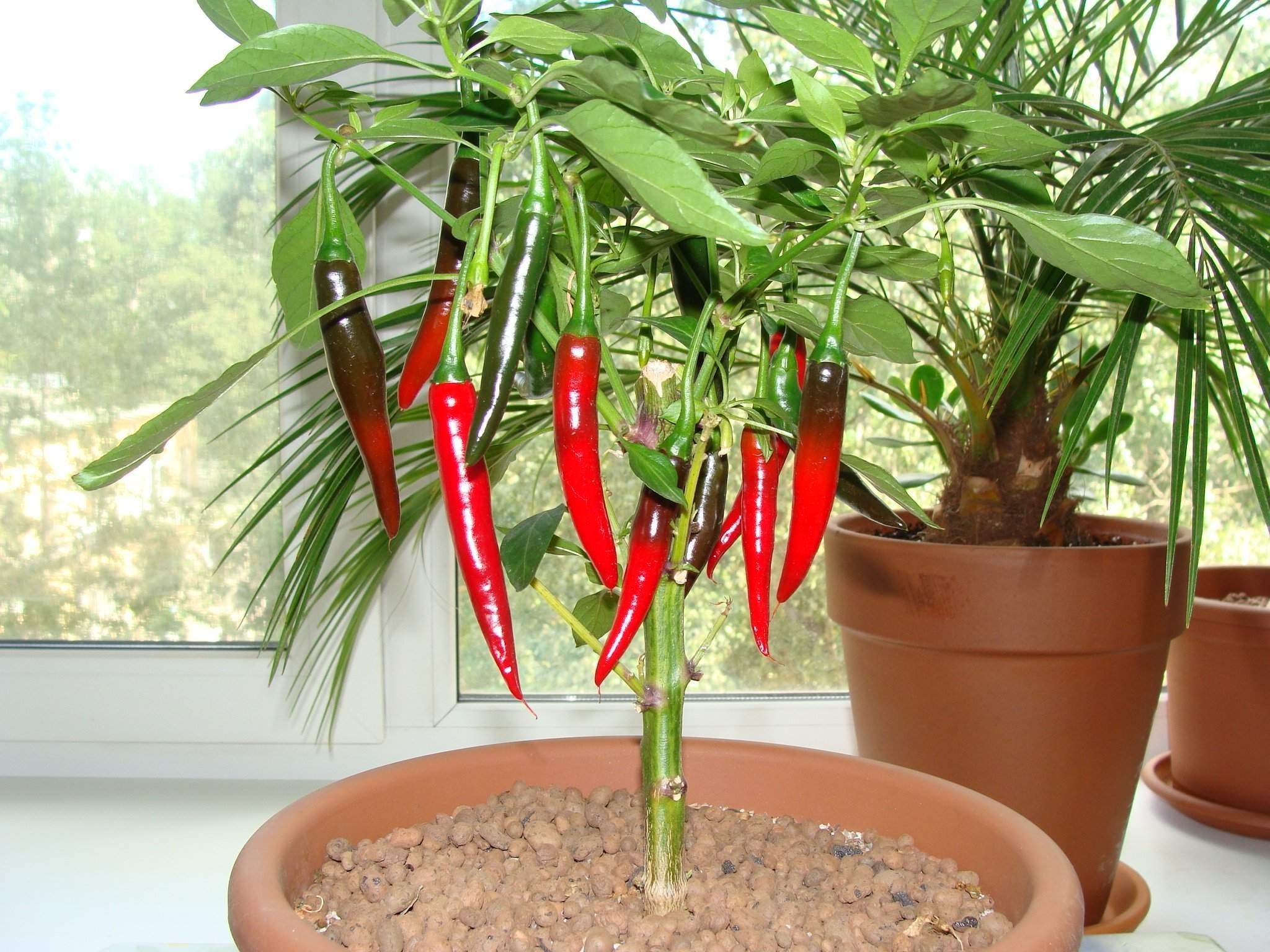Выращивание перцев чили. Выращивание перцев чили. Выращивание перцев чили. Перец какаду оранжевый. Сорта горького перчика на подоконнике.