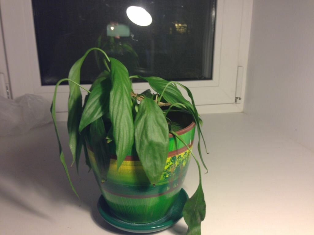 спатифиллум после пересадки опустил листья. завядший спатифиллум. спатифиллум после полива опустил листья. спатифиллум фестима. спатифиллум после пересадки опустил листья.