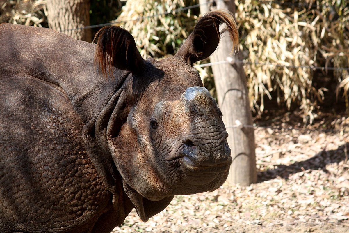 Панцирный носорог фото